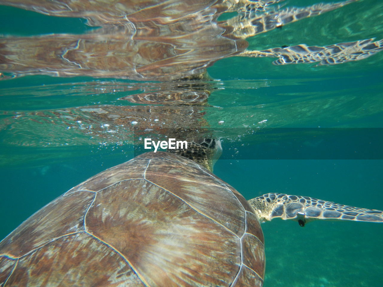 Close-up of turtle swimming in sea