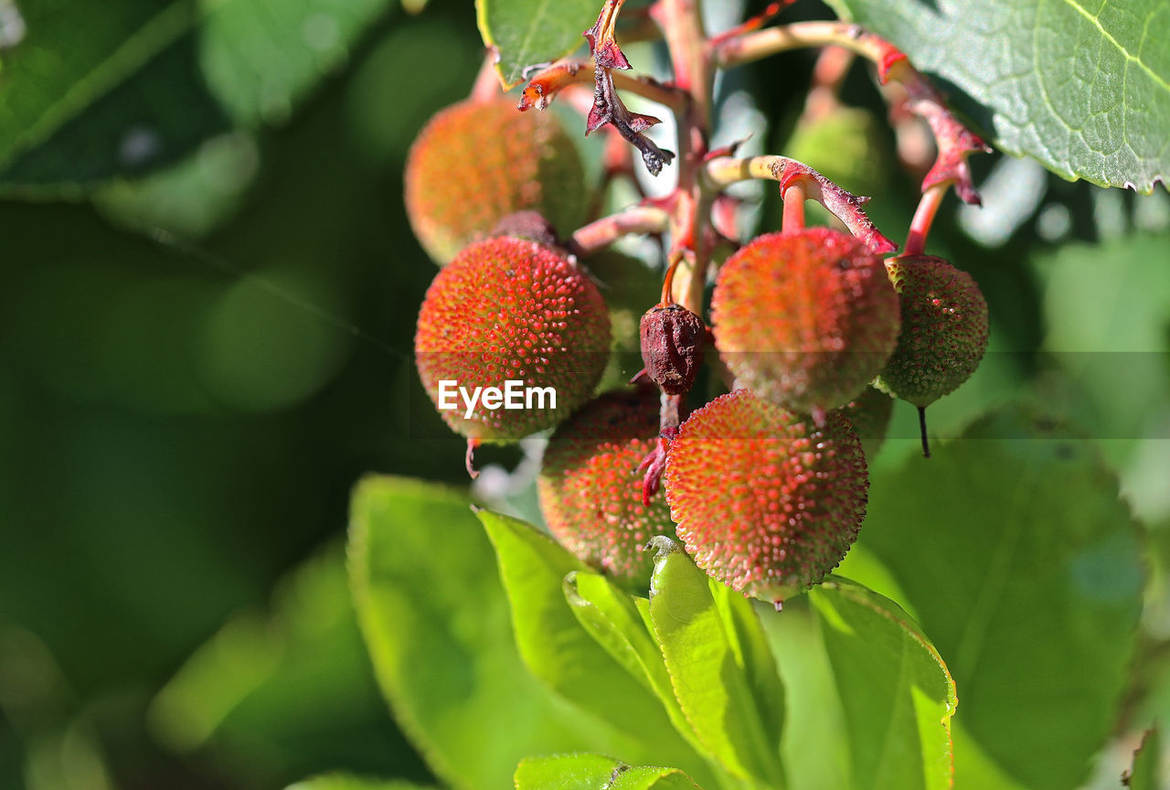 CLOSE-UP OF STRAWBERRIES ON TREE