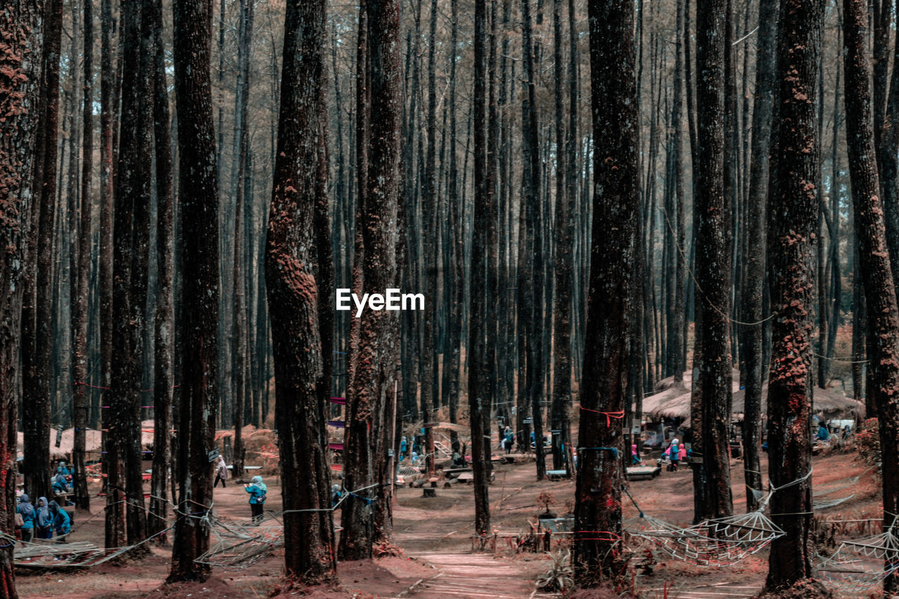 Panoramic view of trees in forest