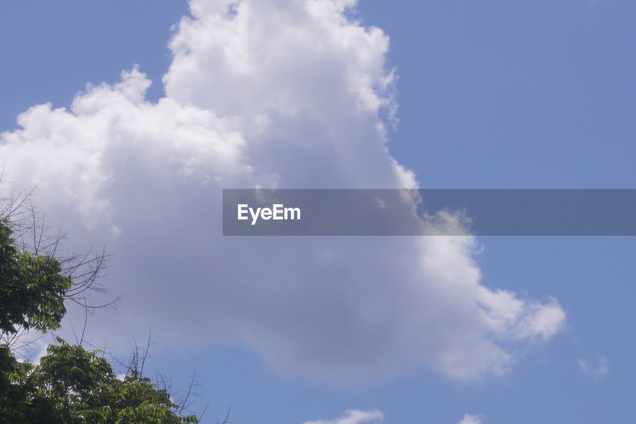 LOW ANGLE VIEW OF TREES AGAINST CLOUDY SKY