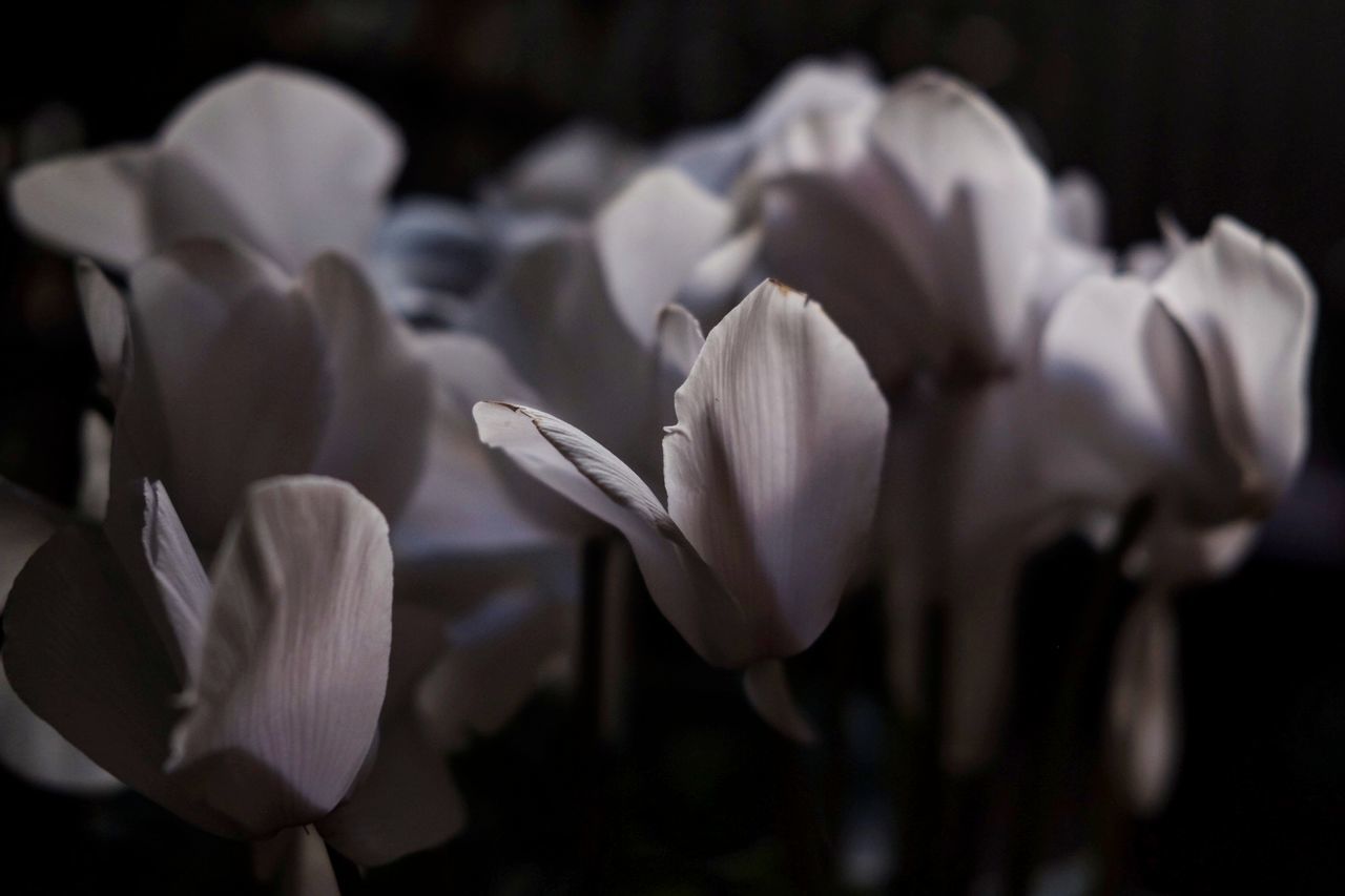 Close-up of white flowering plants