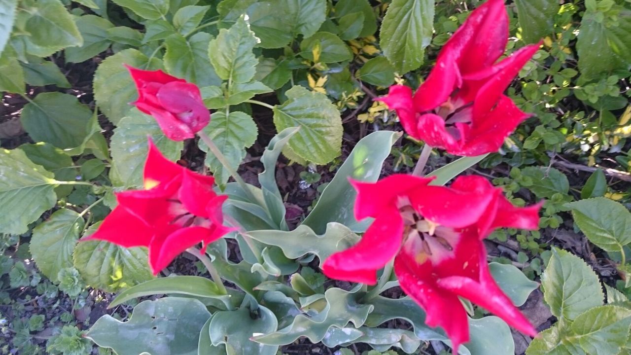 CLOSE-UP OF RED FLOWERS BLOOMING IN PARK