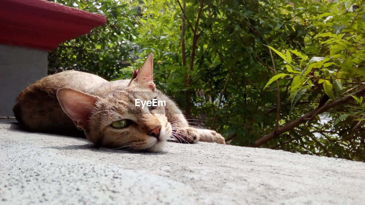 Close-up of cat lying on retaining wall
