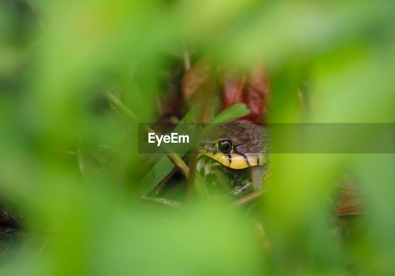 CLOSE-UP OF HOUSEFLY ON LEAF