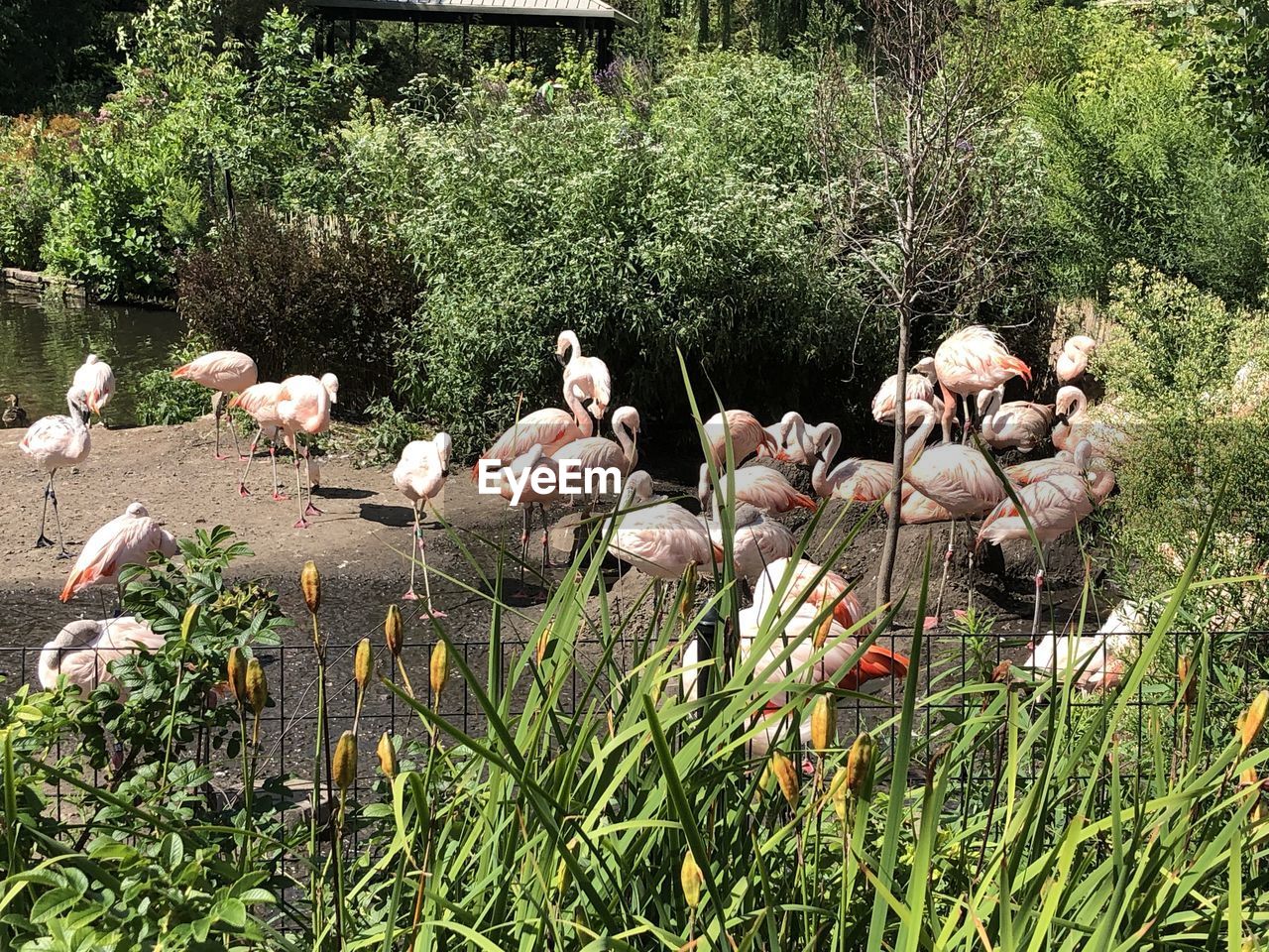 VIEW OF BIRDS ON GRASS