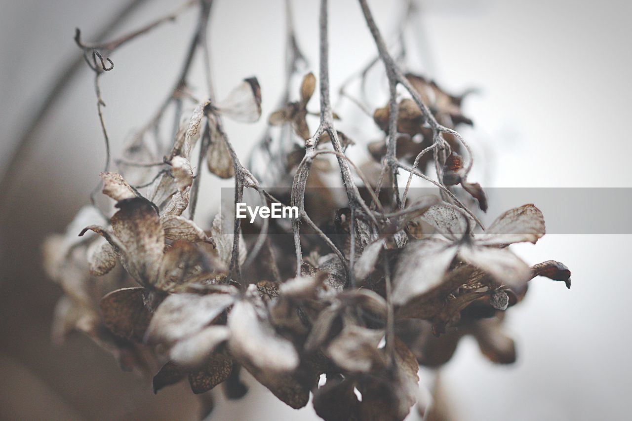 CLOSE-UP OF DRY FLOWERS