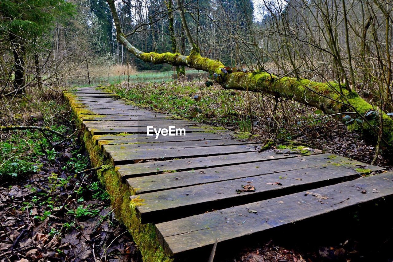 TREES GROWING IN FOREST