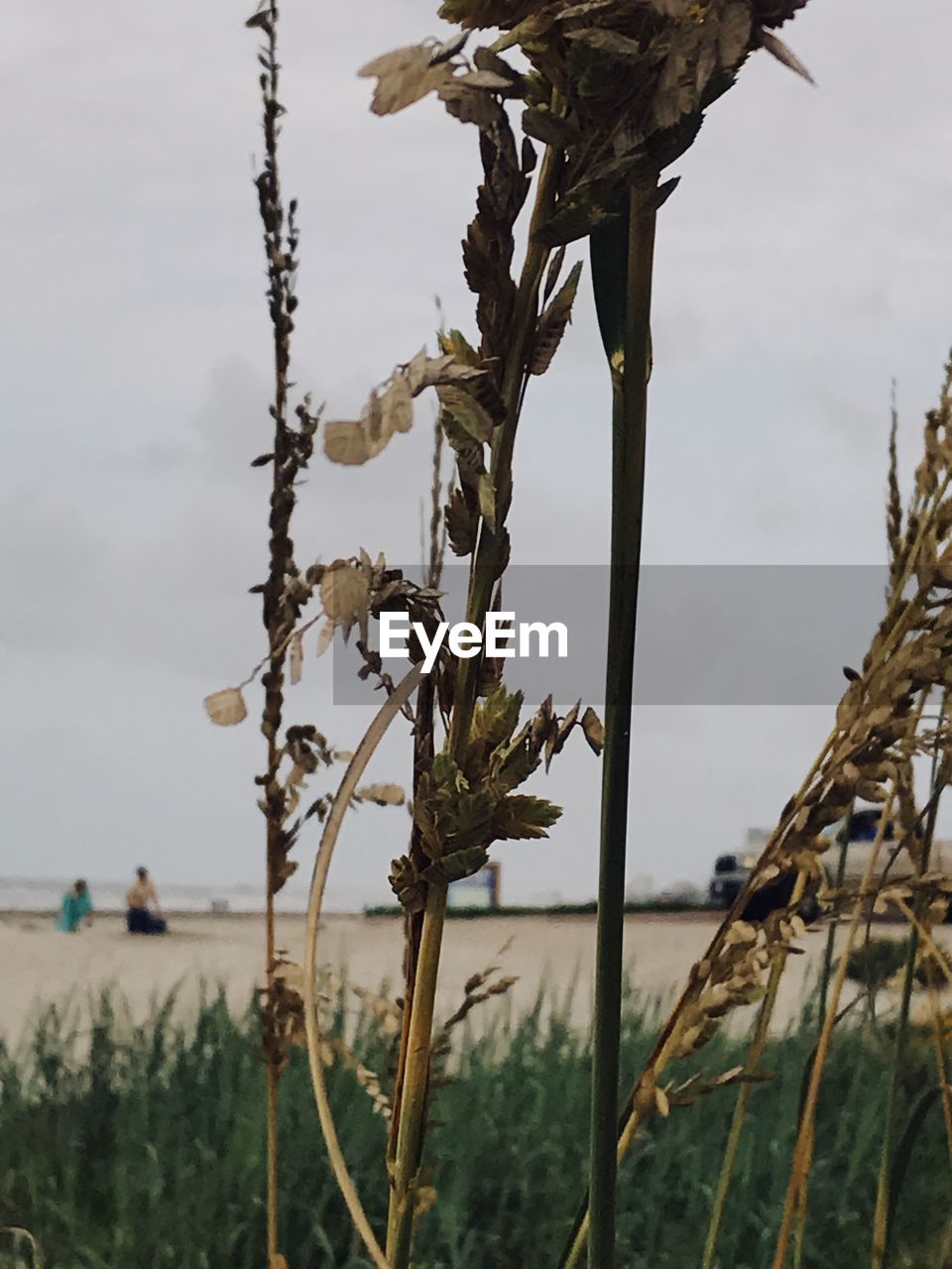 CLOSE-UP OF PLANT AGAINST SKY