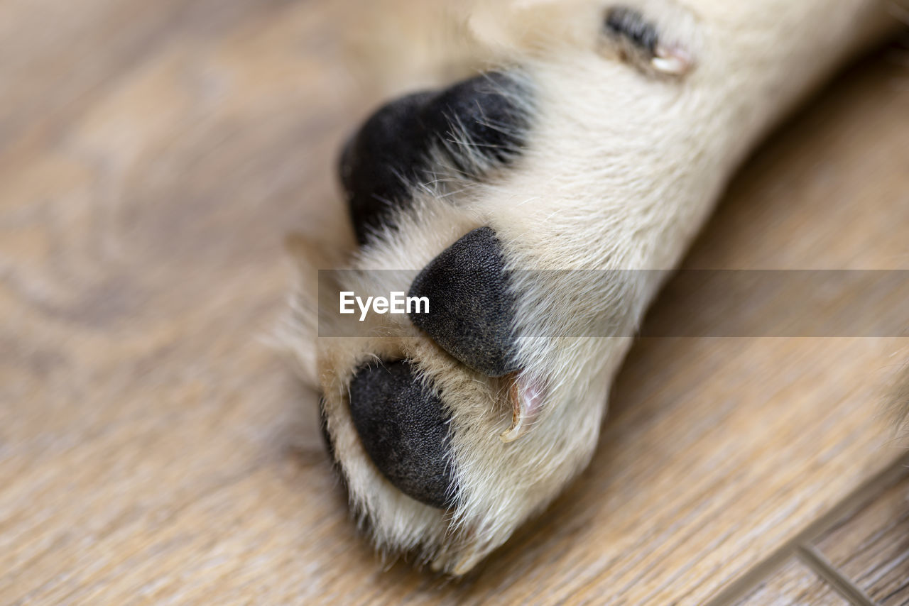 A macro photo of the pads of a dog paw from a male golden retriever puppy, visible claws.