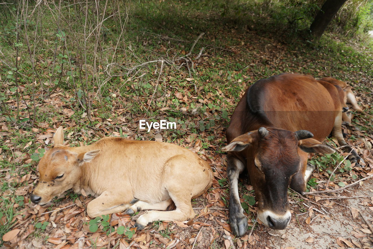 VIEW OF COWS ON FIELD