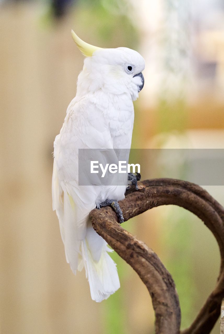 Cockatoo perching on stem