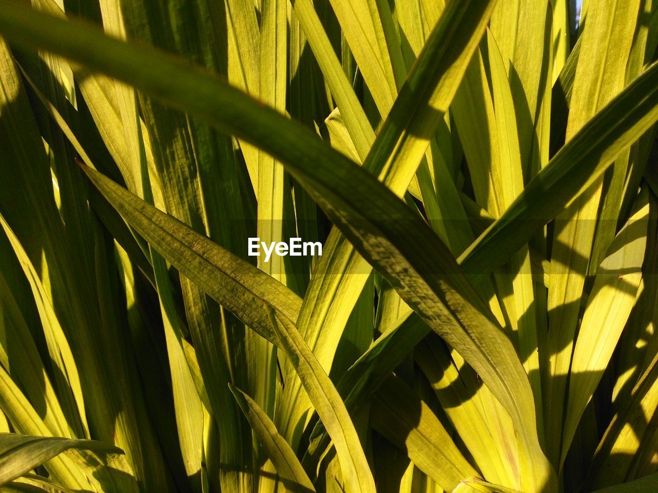 FULL FRAME SHOT OF GREEN PLANTS