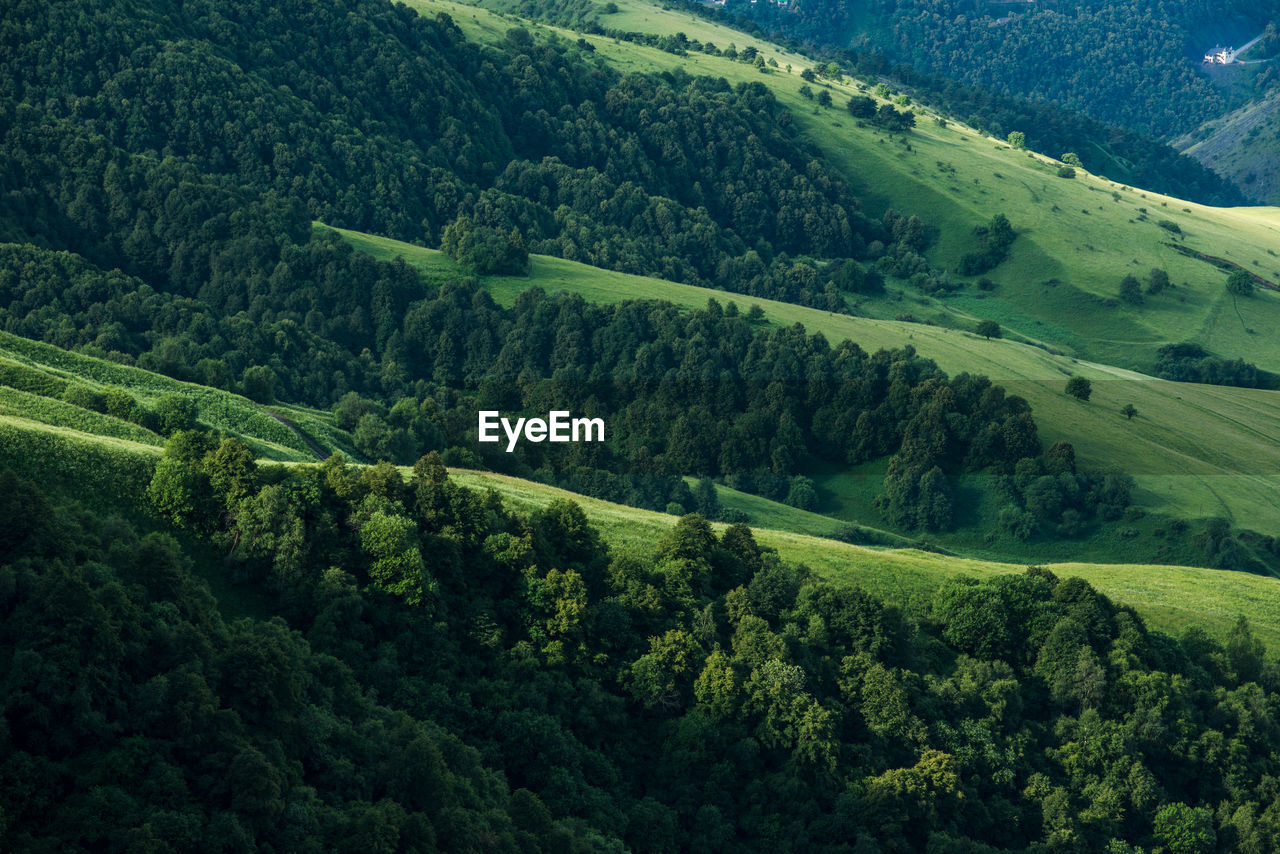 High angle view of pine trees on landscape