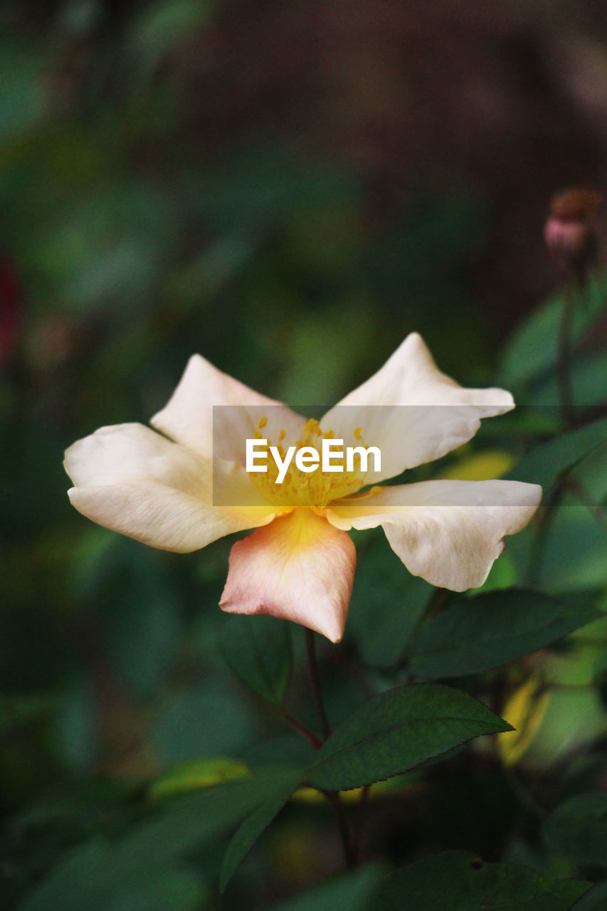 Close-up of flower blooming outdoors