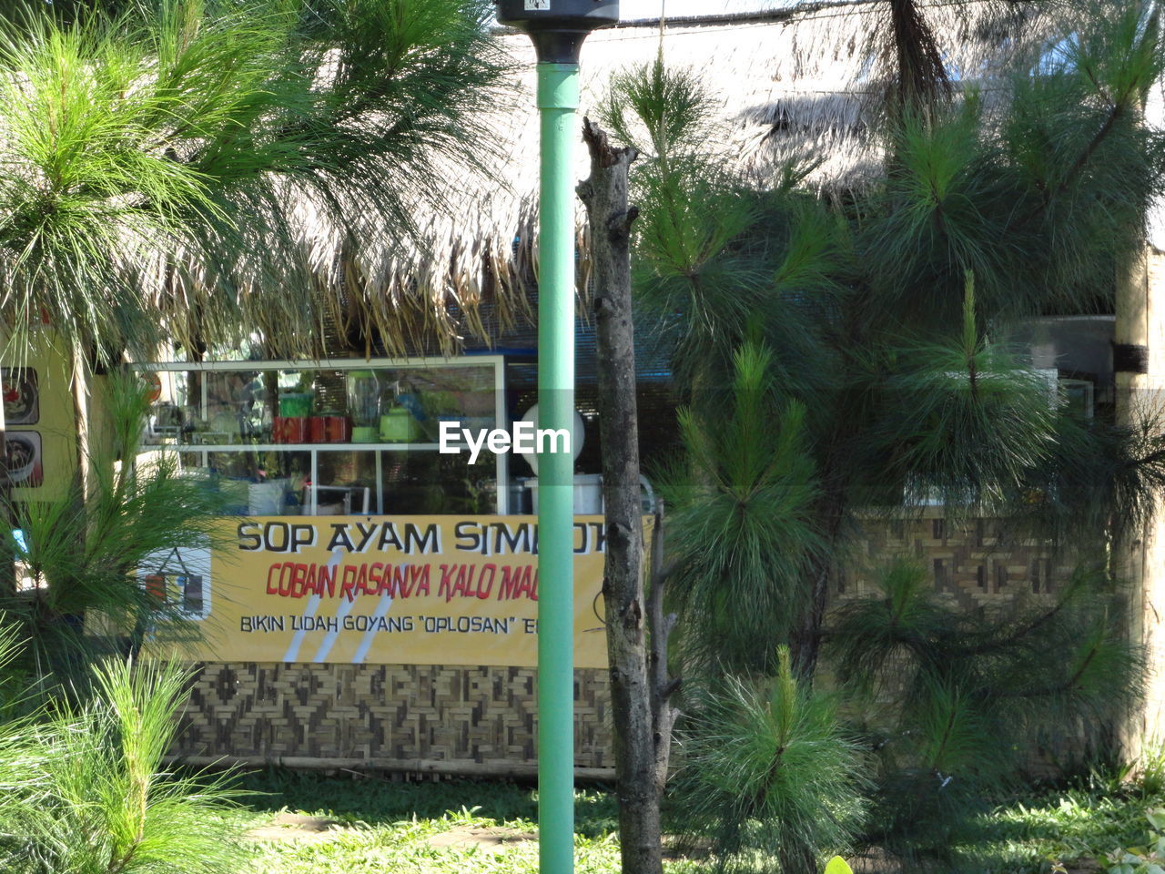 CLOSE-UP OF PALM TREE