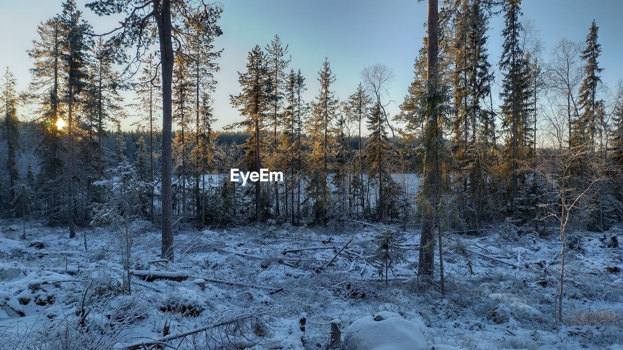 Trees in forest during winter