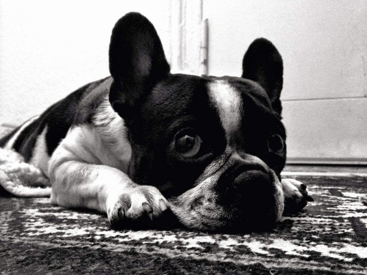 Portrait of dog resting on carpet at home