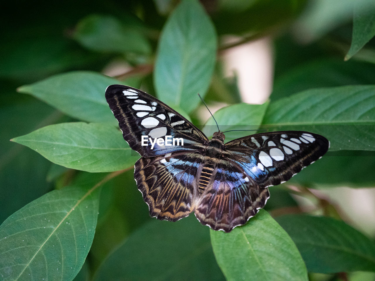 BUTTERFLY ON GREEN LEAVES