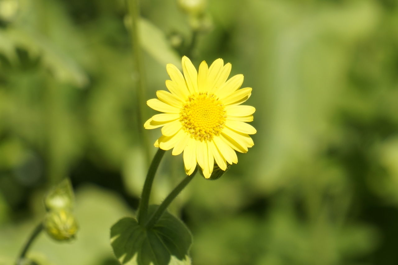 Close-up of yellow flower