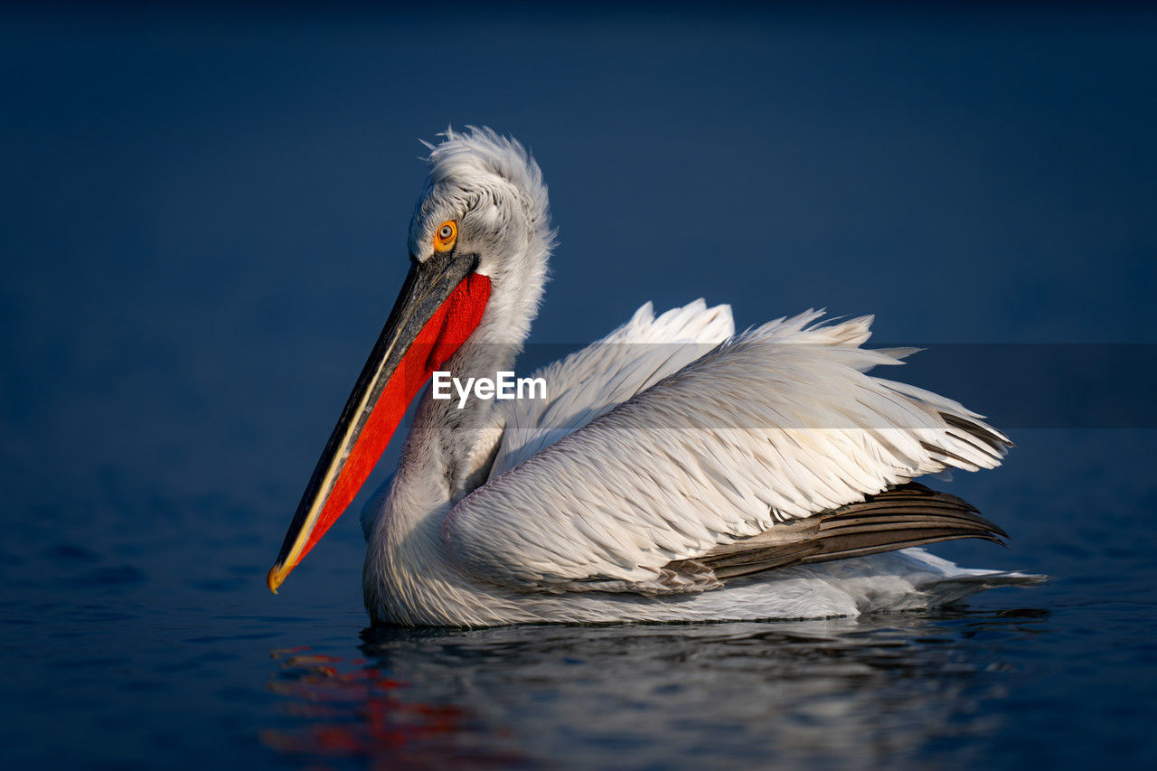 close-up of pelican against black background