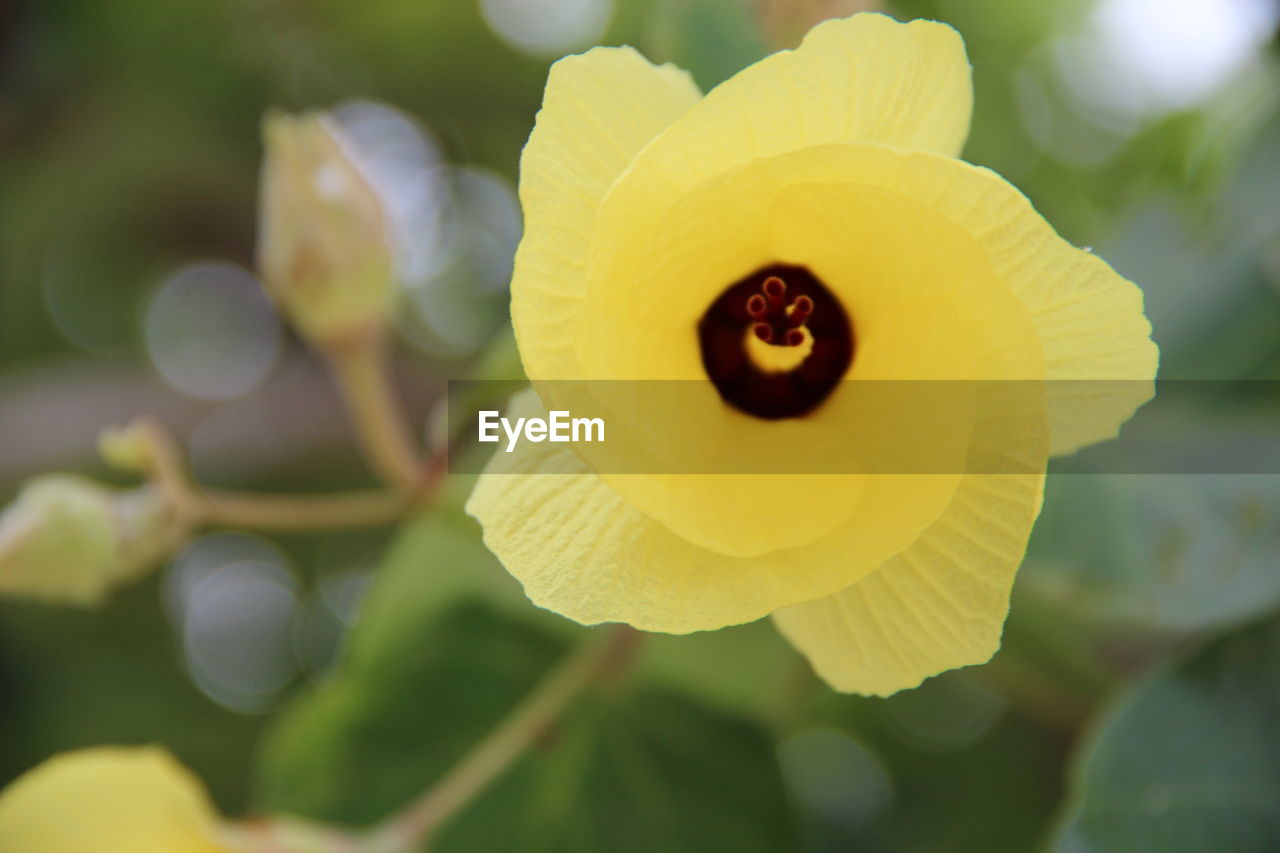 CLOSE-UP OF YELLOW HIBISCUS FLOWER