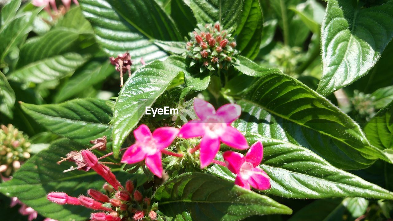 PINK FLOWERS BLOOMING OUTDOORS