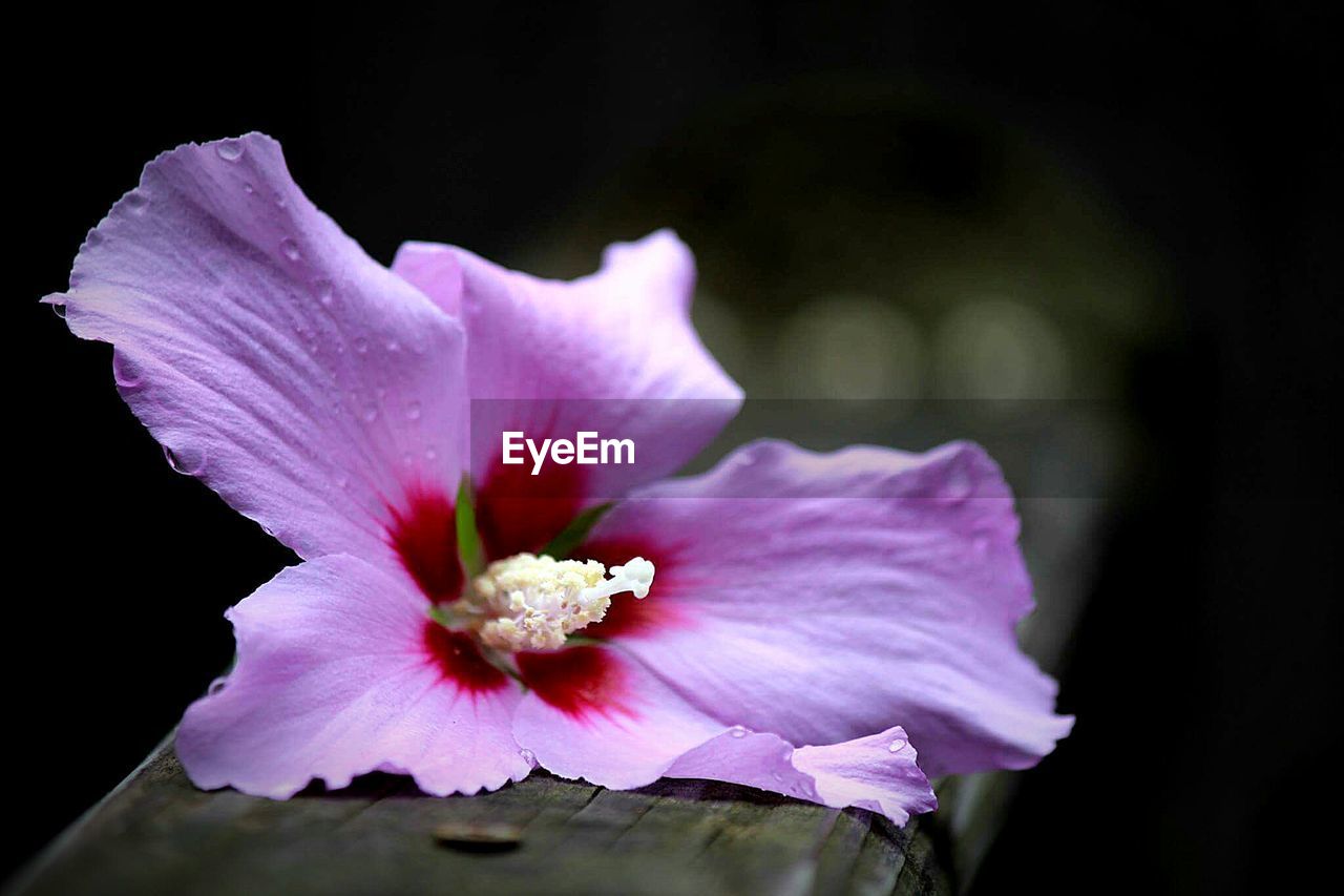 Close-up of pink flower