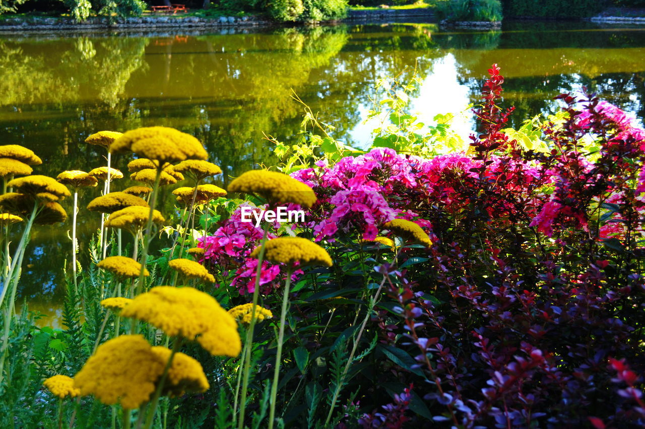 CLOSE-UP OF MULTI COLORED FLOWERS BLOOMING IN WATER