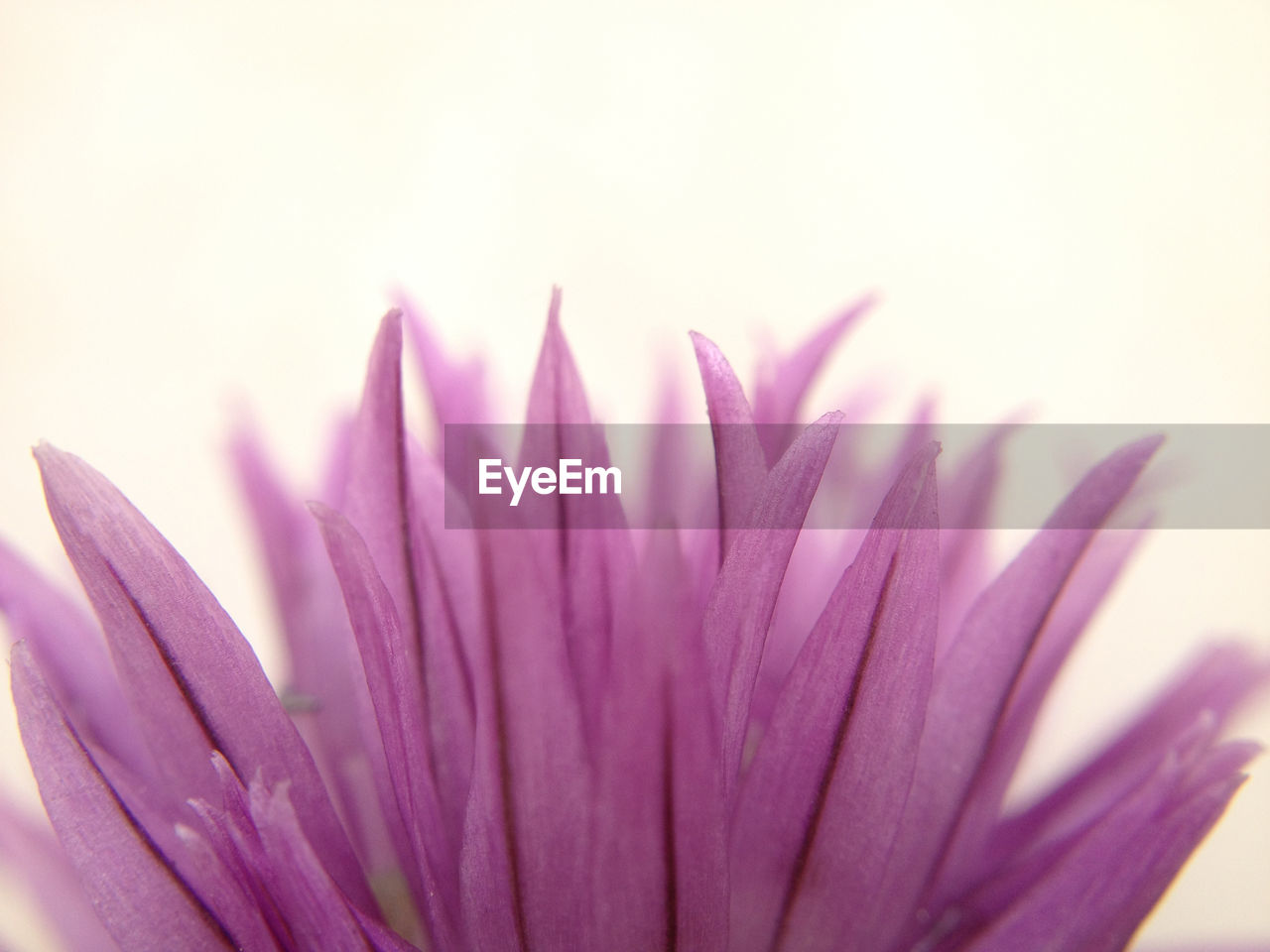 Close-up of pink clover flower against white background