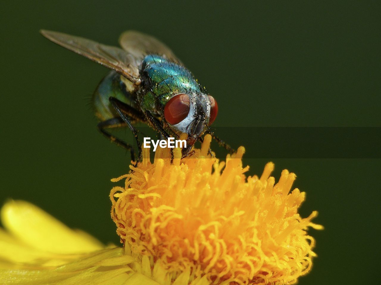 Close-up of greenbottle fly on yellow flower