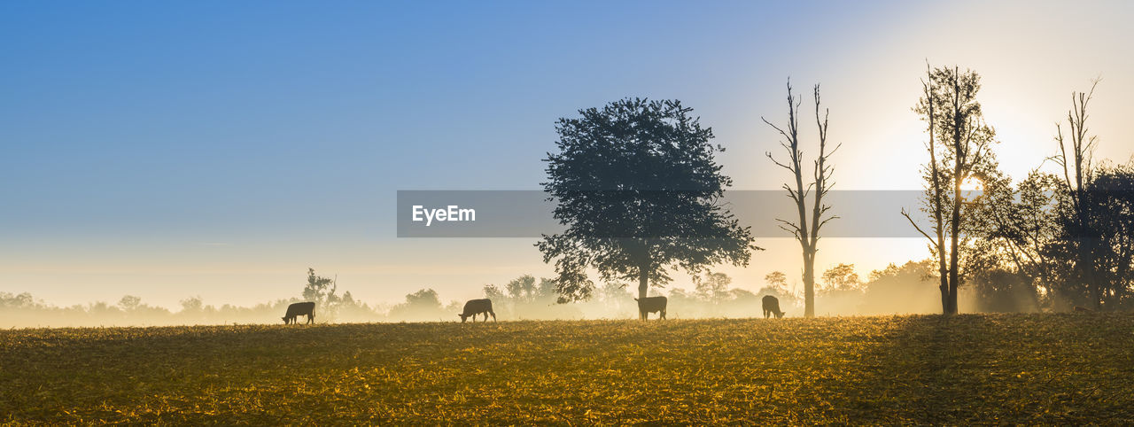 Cows grazing in the early morning fog.