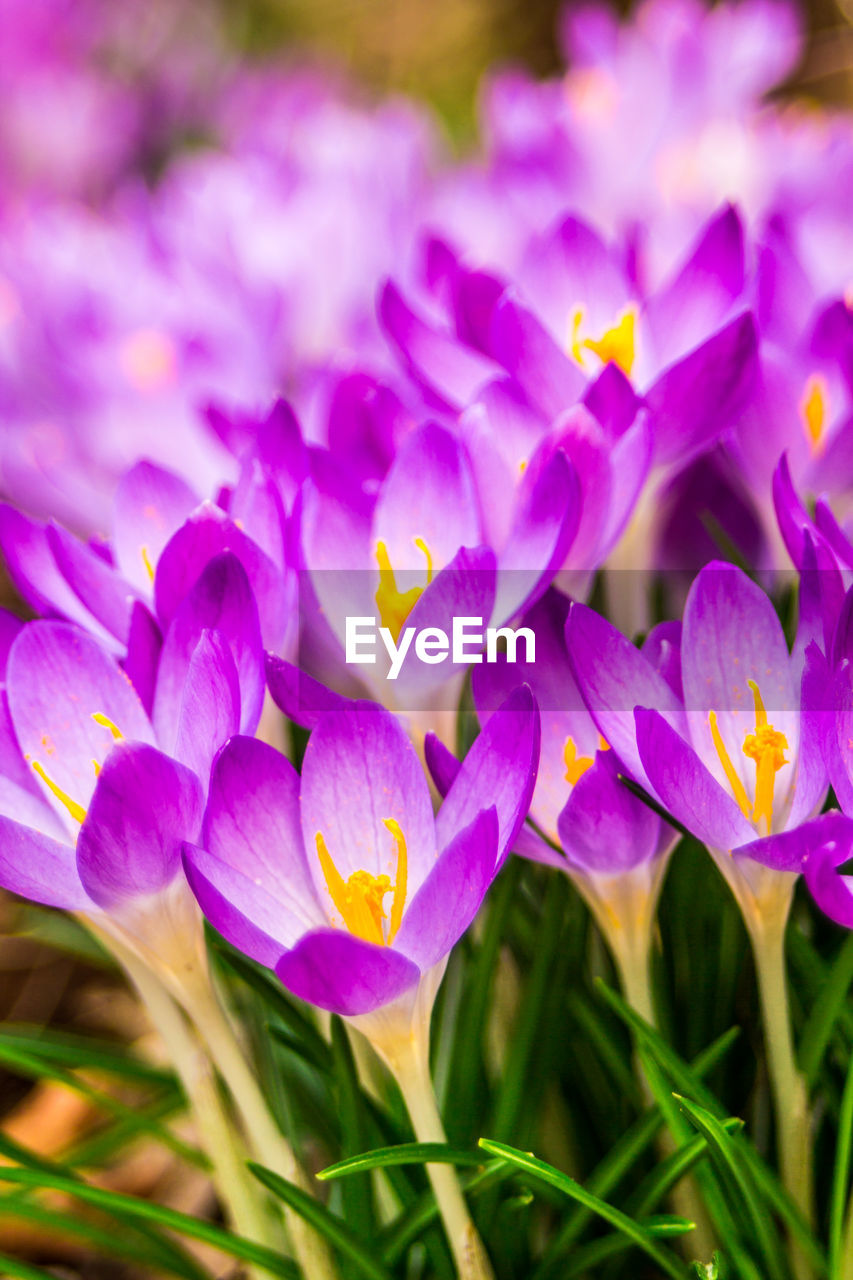 CLOSE-UP OF PURPLE CROCUS FLOWERS GROWING ON FIELD