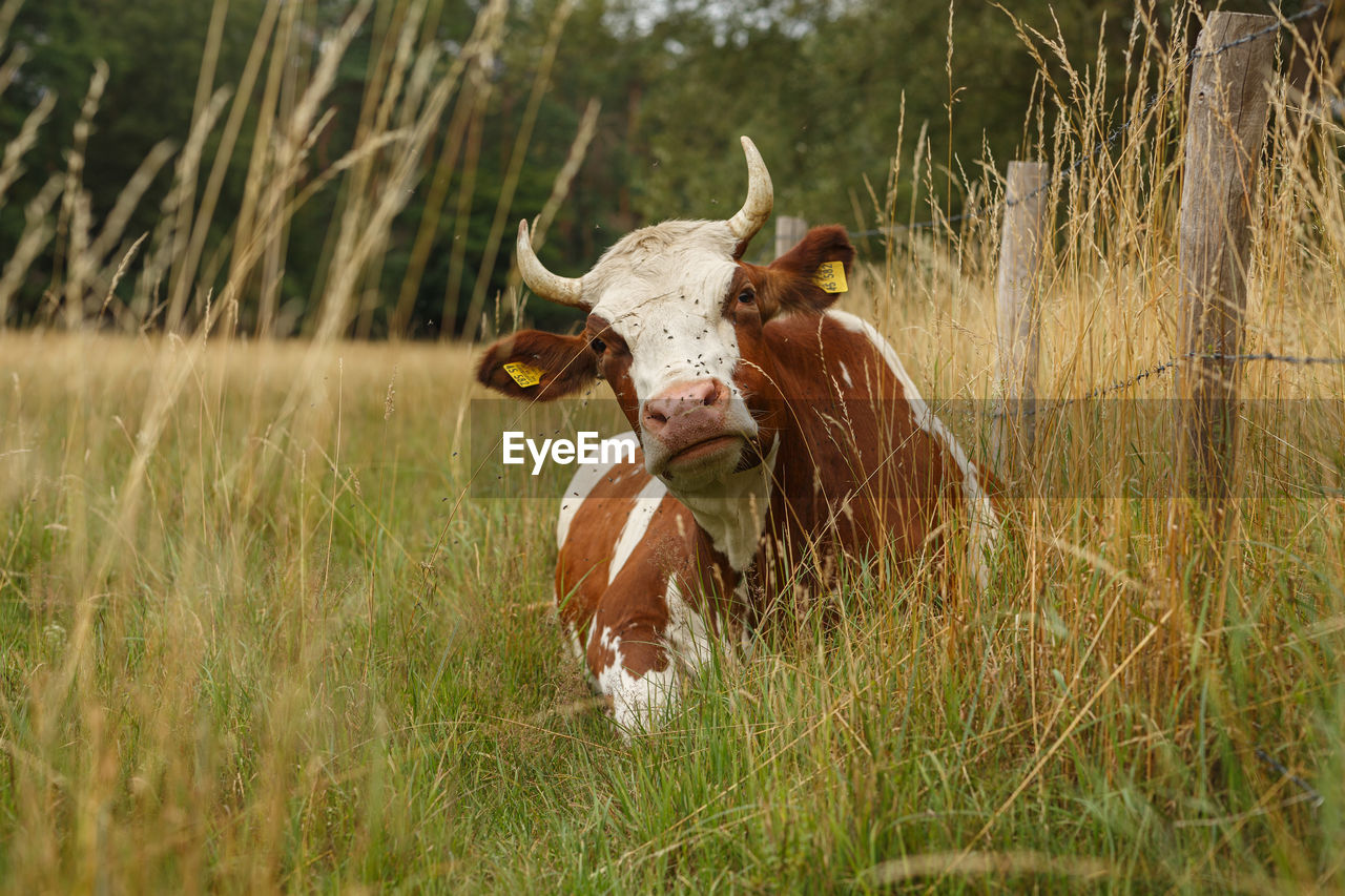 Cow sitting in the fields 