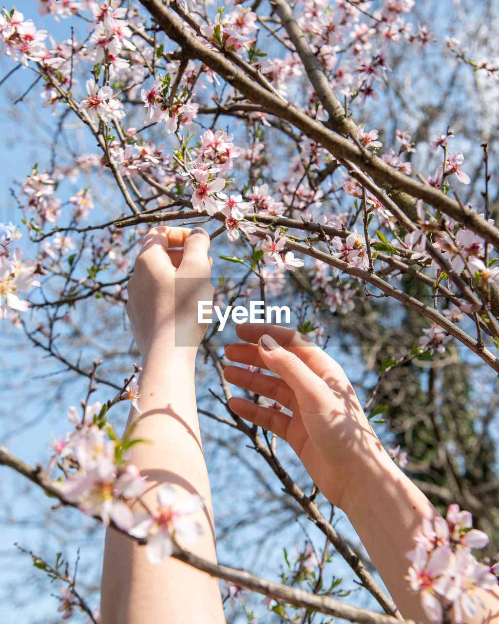 Close-up of hand holding cherry blossoms