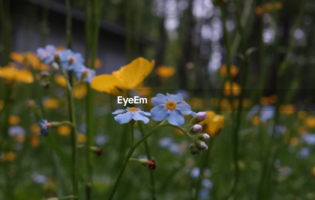 Close-up of flowering plant on field