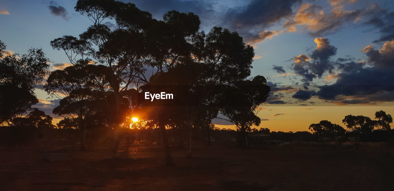 Silhouette trees on field against sky during sunset