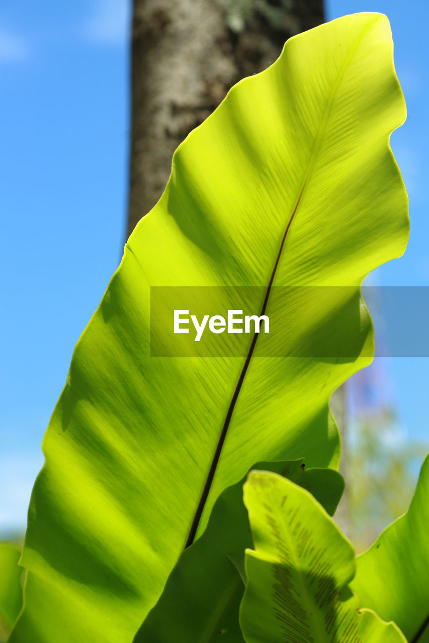 Close-up of green leaves on plant