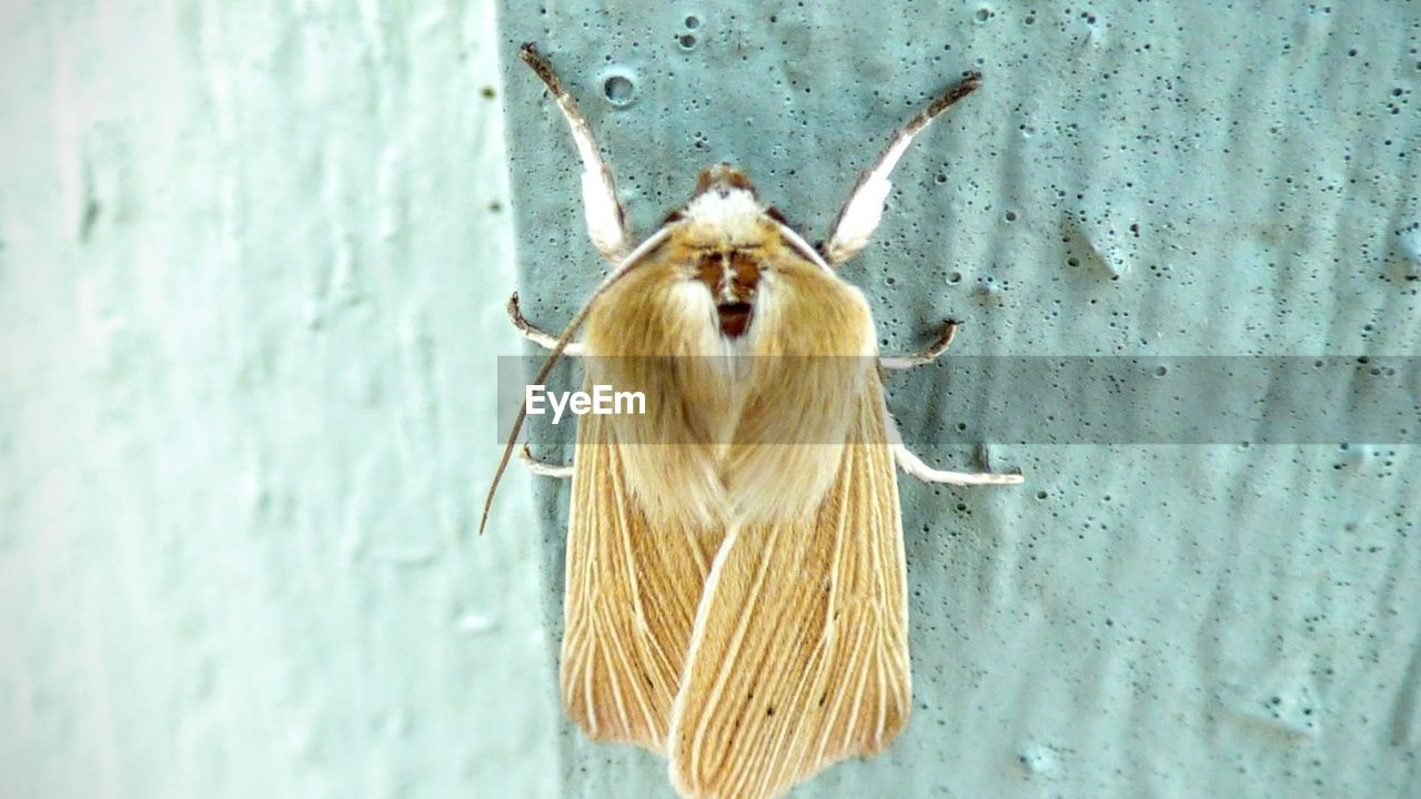 Close-up of moth on wall