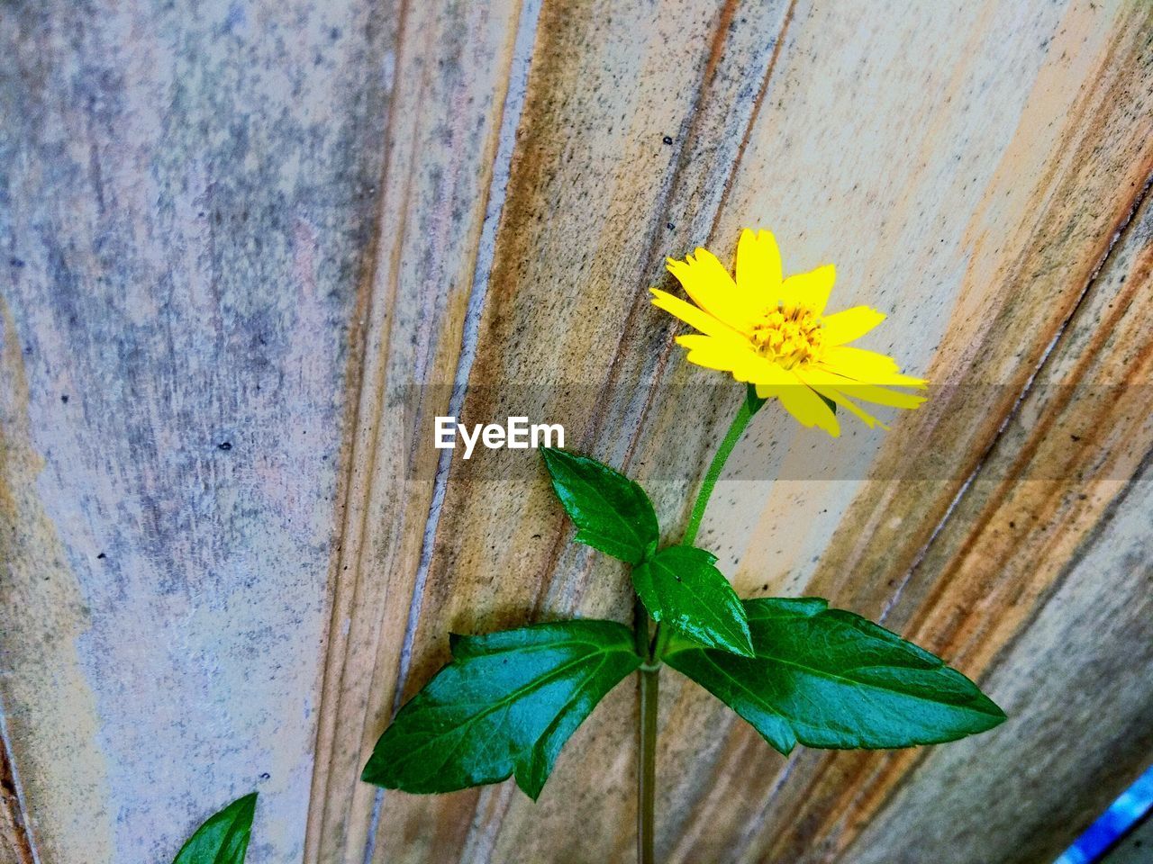 CLOSE-UP OF YELLOW FLOWERING PLANT AGAINST WOODEN WALL