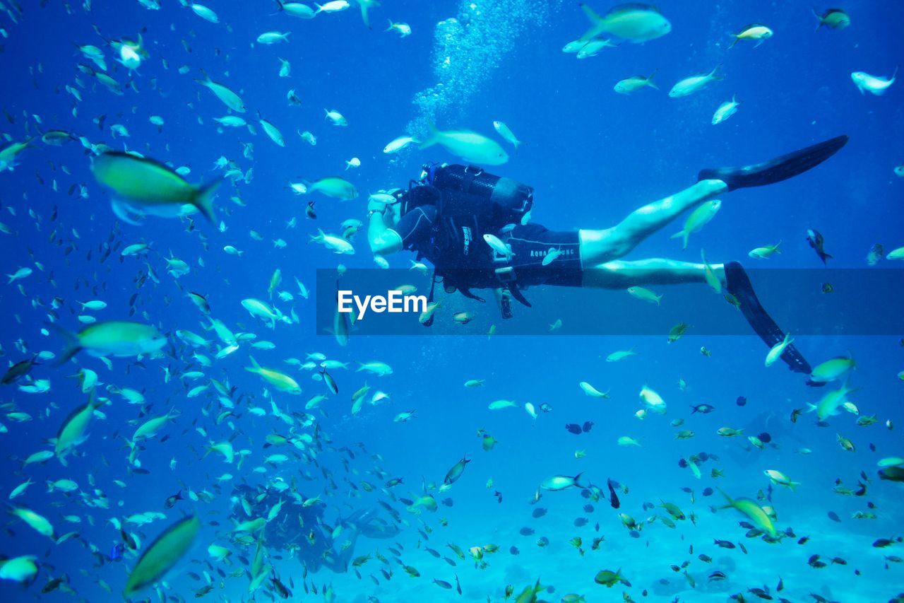 UNDERWATER VIEW OF FISH SWIMMING