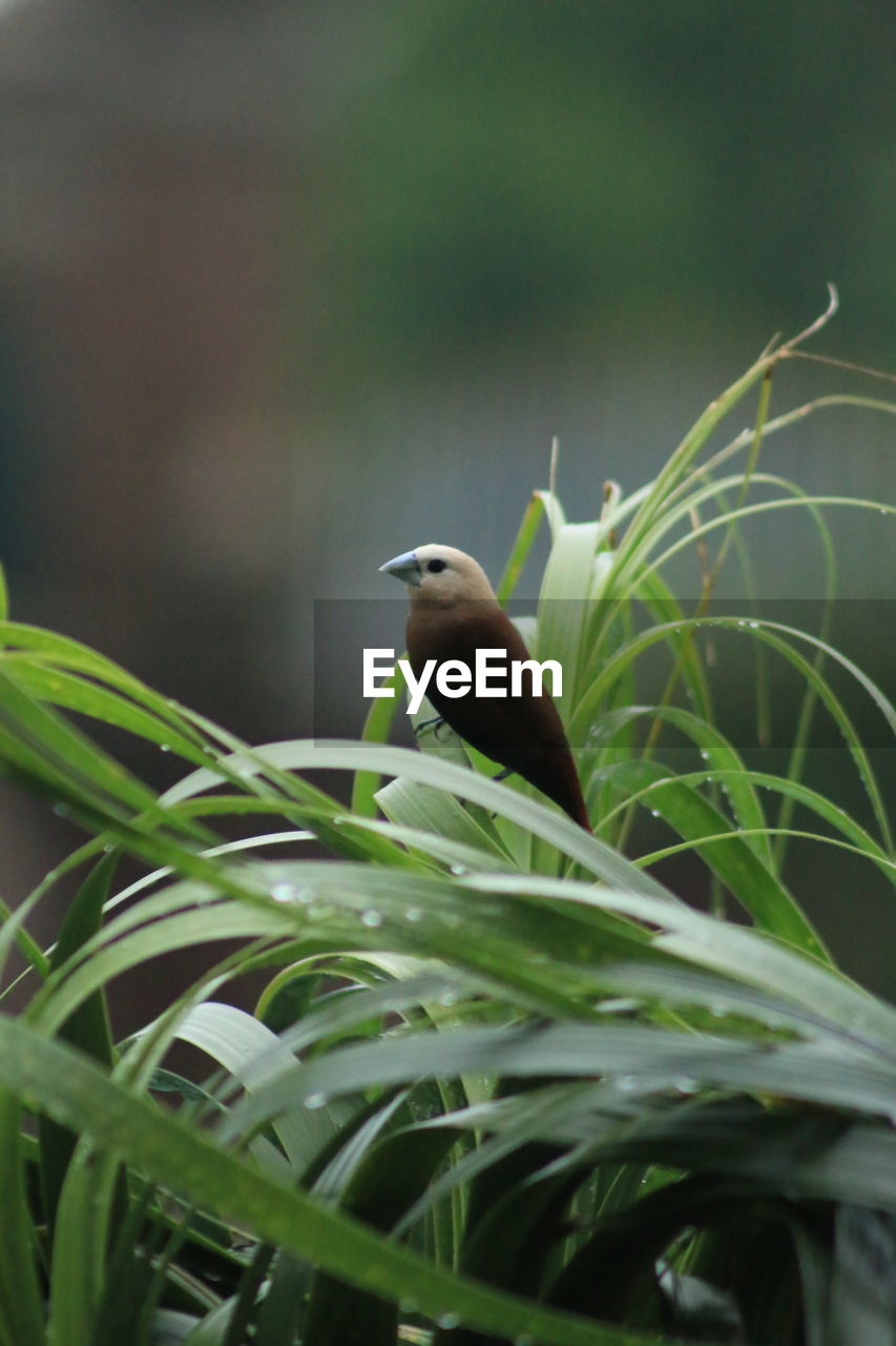 BIRD PERCHING ON LEAF