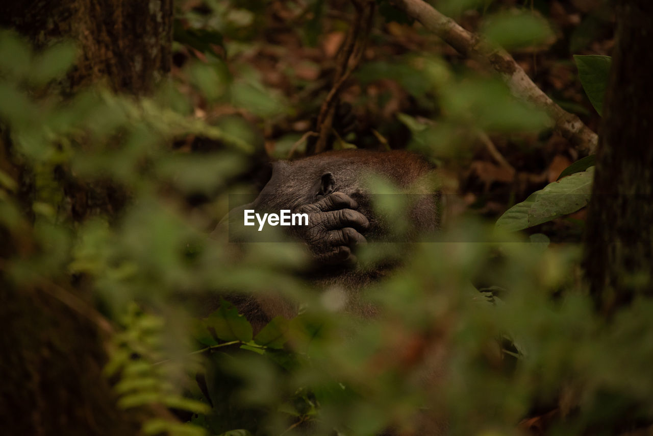 Gorilla tracking photos from gabon