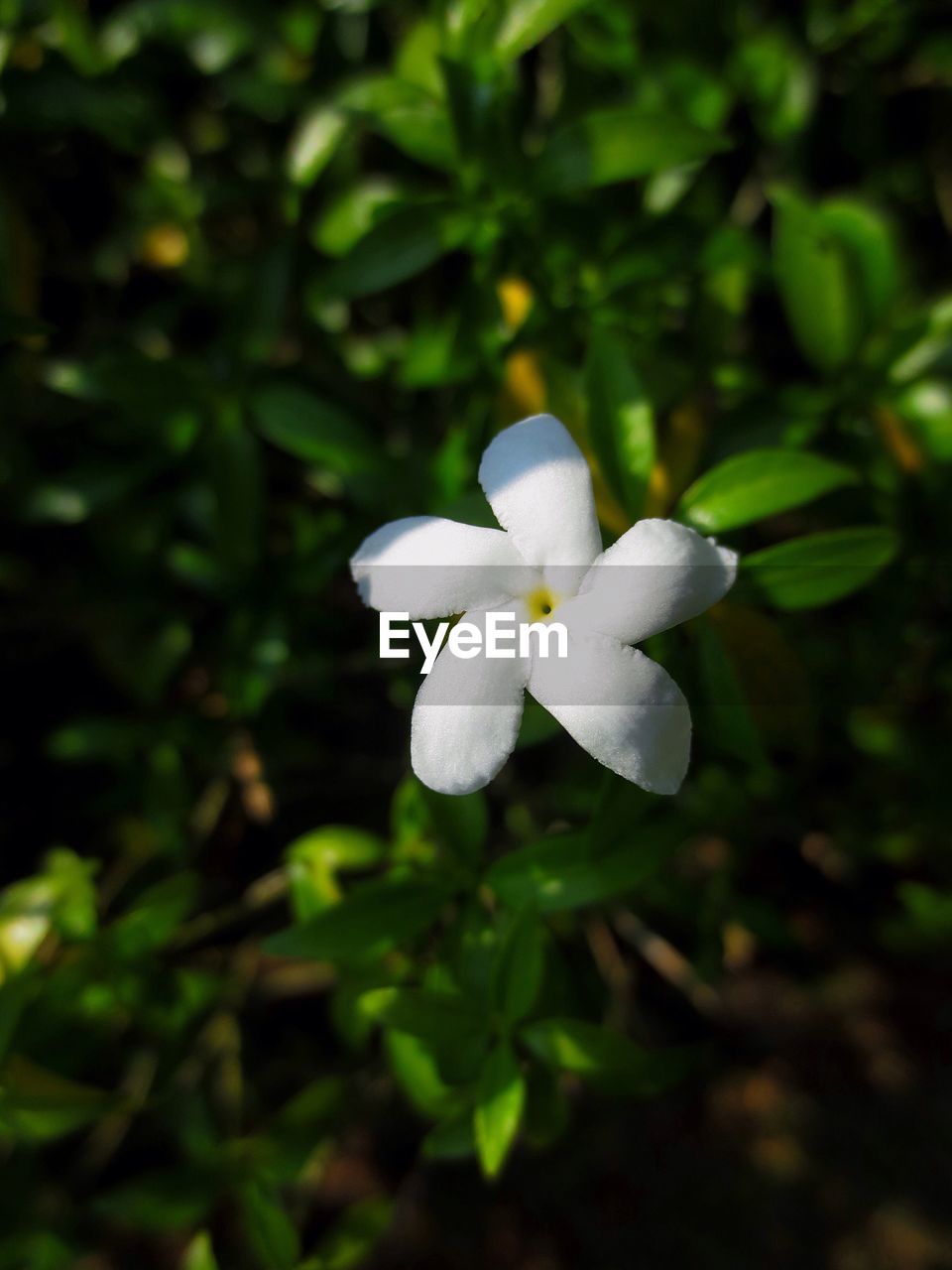 CLOSE-UP OF FRESH WHITE FLOWERS BLOOMING OUTDOORS