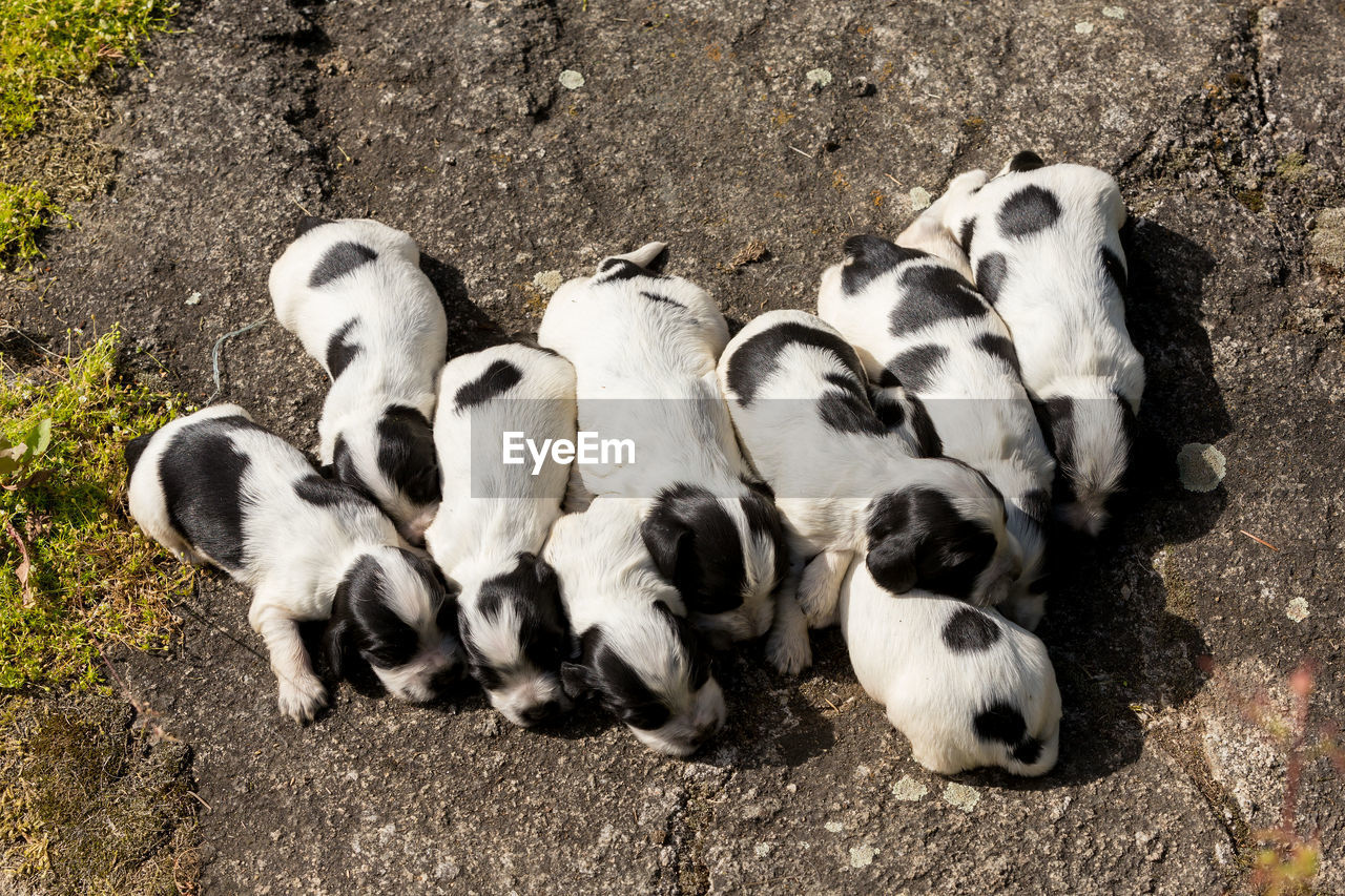 HIGH ANGLE VIEW OF DOG