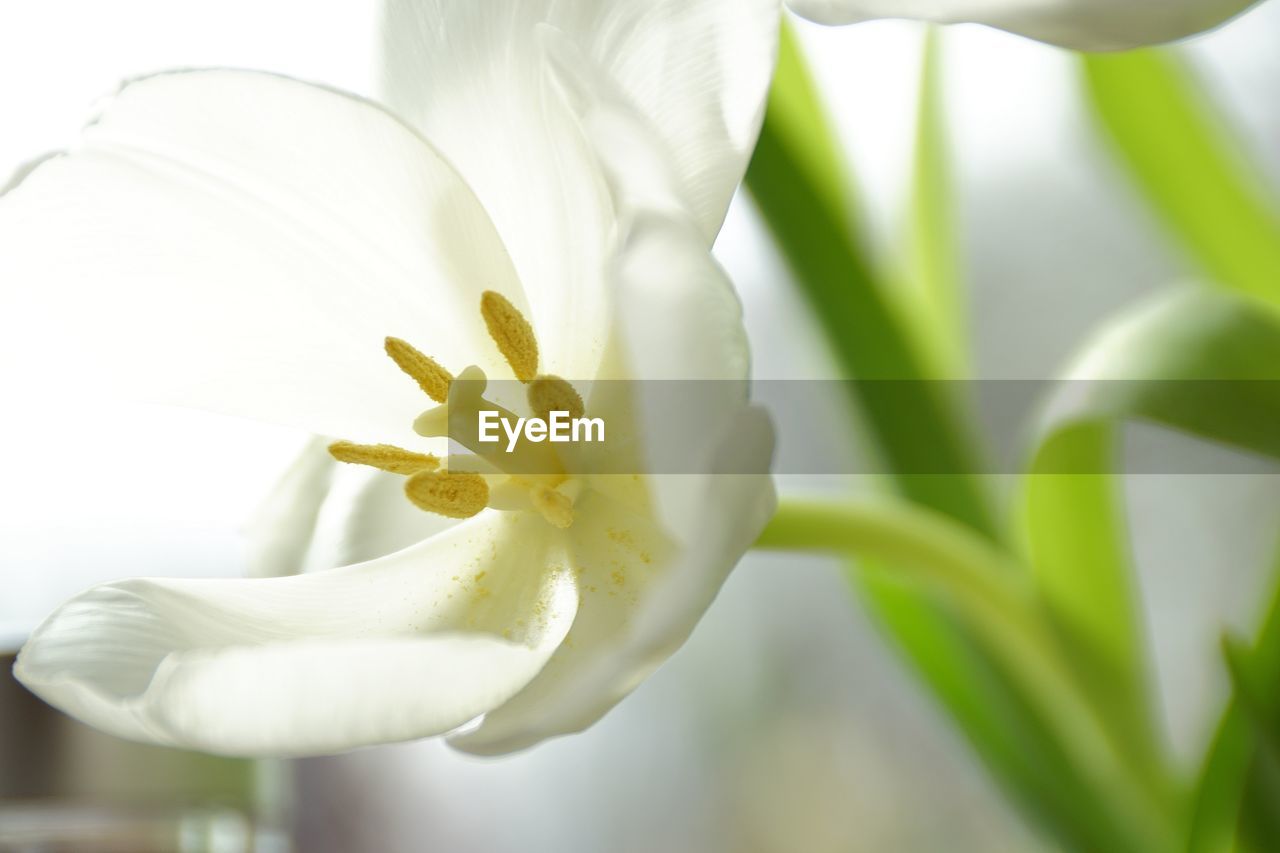 Close-up of white flower blooming outdoors