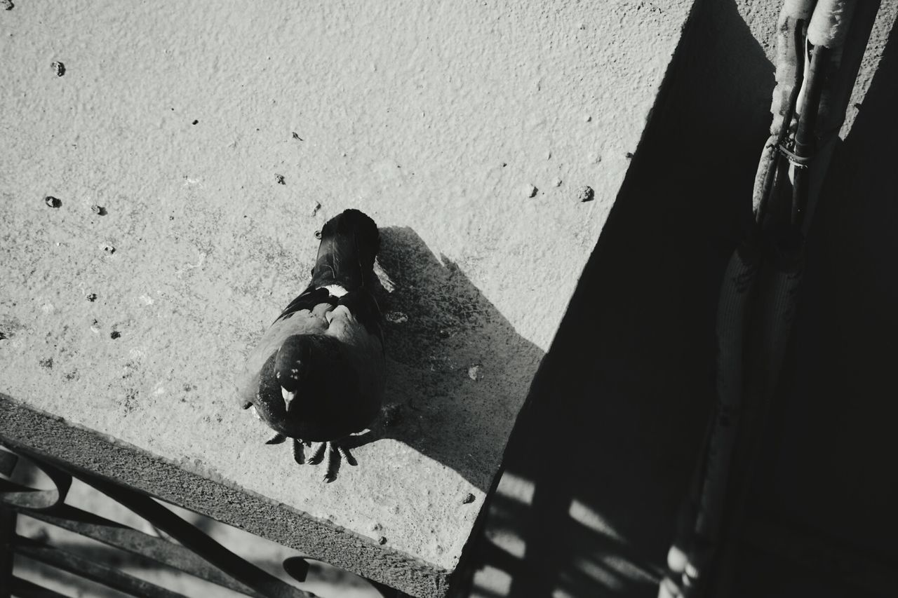 High angle view of pigeon on building terrace