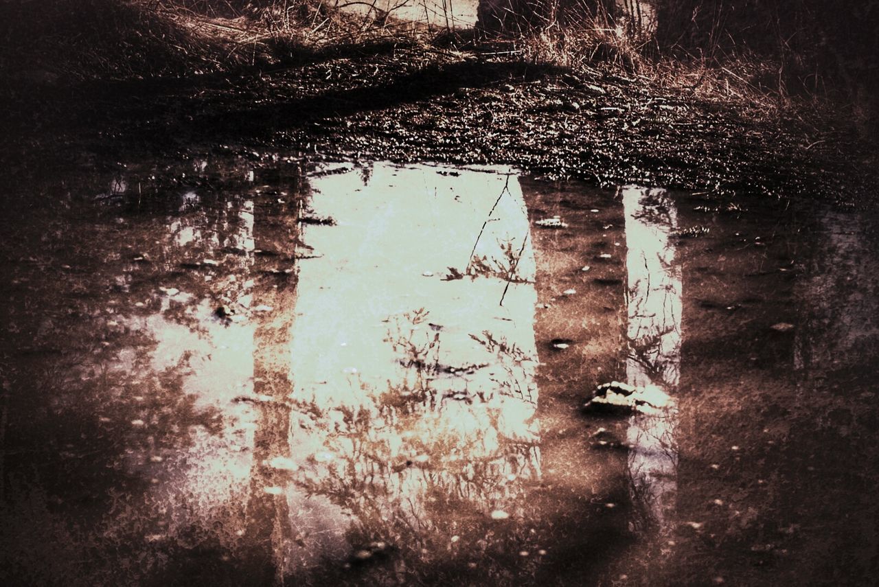 Reflection of trees in puddle