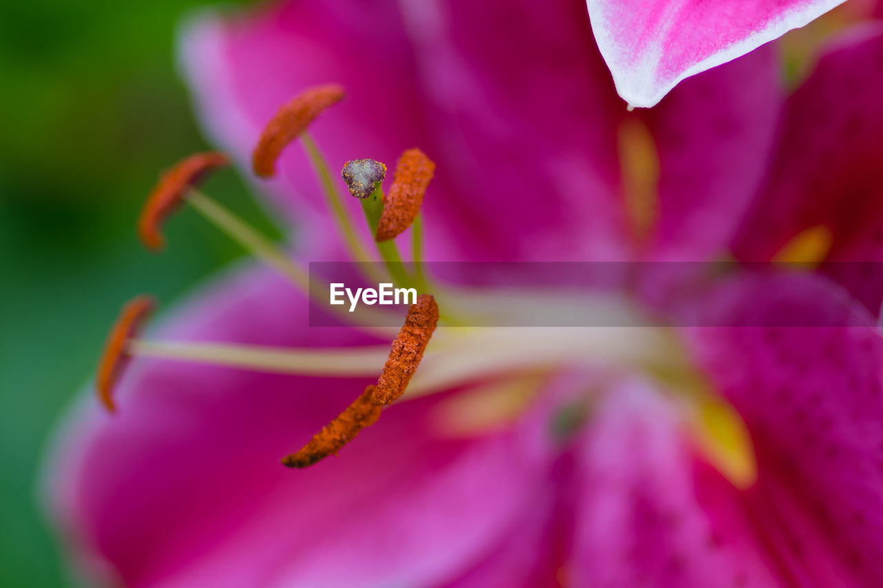 Close-up of pink flower