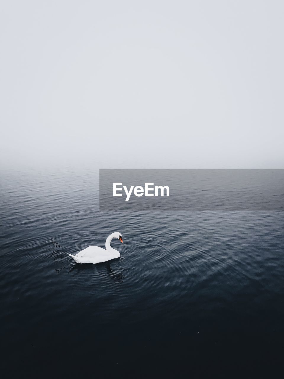 Swan swimming in lake during foggy weather