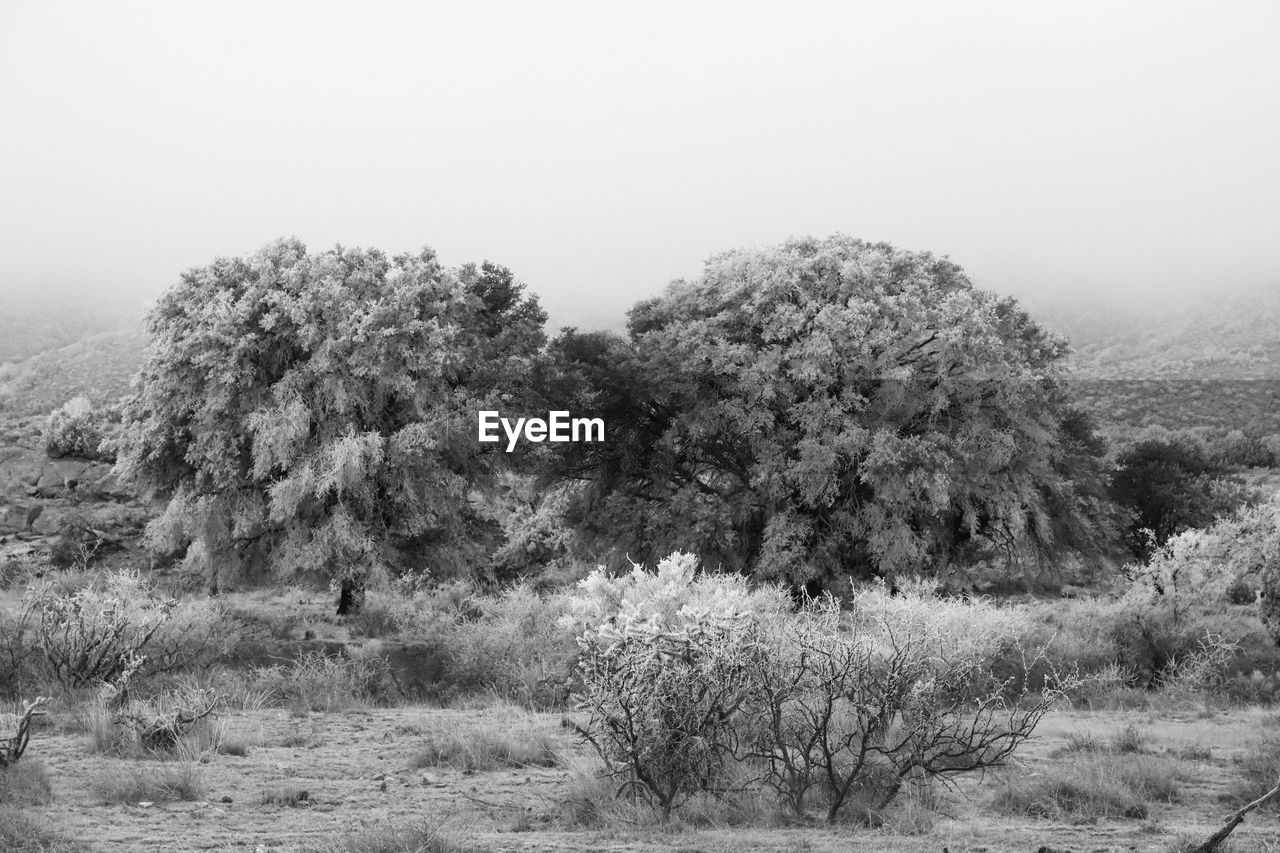 TREES ON FIELD AGAINST SKY DURING FOGGY WEATHER